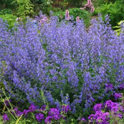 Nepeta JUNIOR WALKER