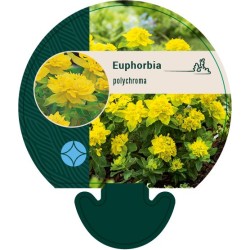 Daugiametės gėlės internetu