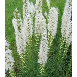 Varpotasis liatris - Liatris spicata ALBA