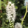 Liatris spicata ALBA