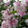 Radastas (šiurkščioji deucija) - Deutzia scabra PLENA