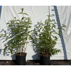 Radastas (šiurkščioji deucija) - Deutzia scabra PLENA