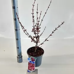Plaštakinis klevas - Acer palmatum SHAINA