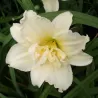 Hemerocallis Schnickel Fritz