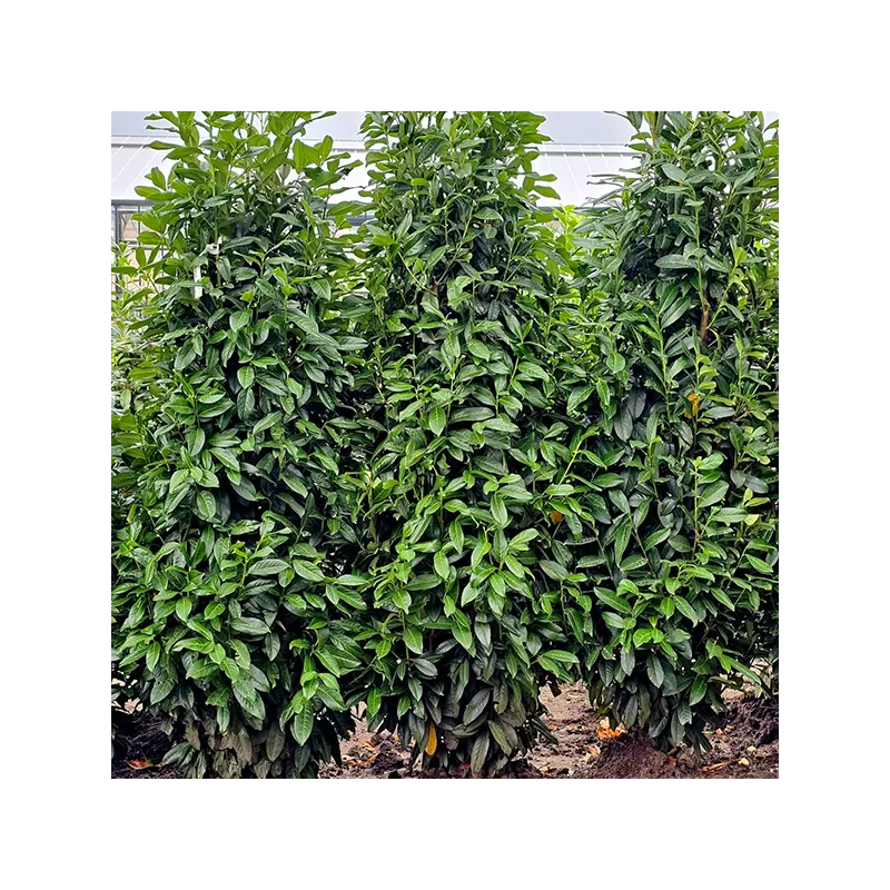 Užsisakyk augalus pavasariui jau dabar