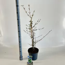 Raukšlėtasis putinas - Viburnum plicatum Kilimandjaro ® Sunrise