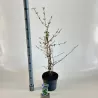 Raukšlėtasis putinas - Viburnum plicatum Kilimandjaro ® Sunrise