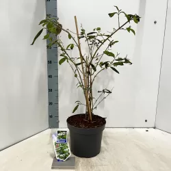 Raukšlėtasis putinas - Viburnum plicatum Kilimandjaro ® Sunrise