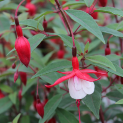 Fuchsia MADAME CORNELISSEN