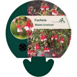 Fuchsija - Fuchsia MADAME CORNELISSEN
