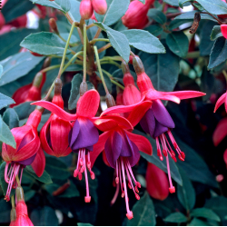 Fuchsija - Fuchsia TOM THUMB