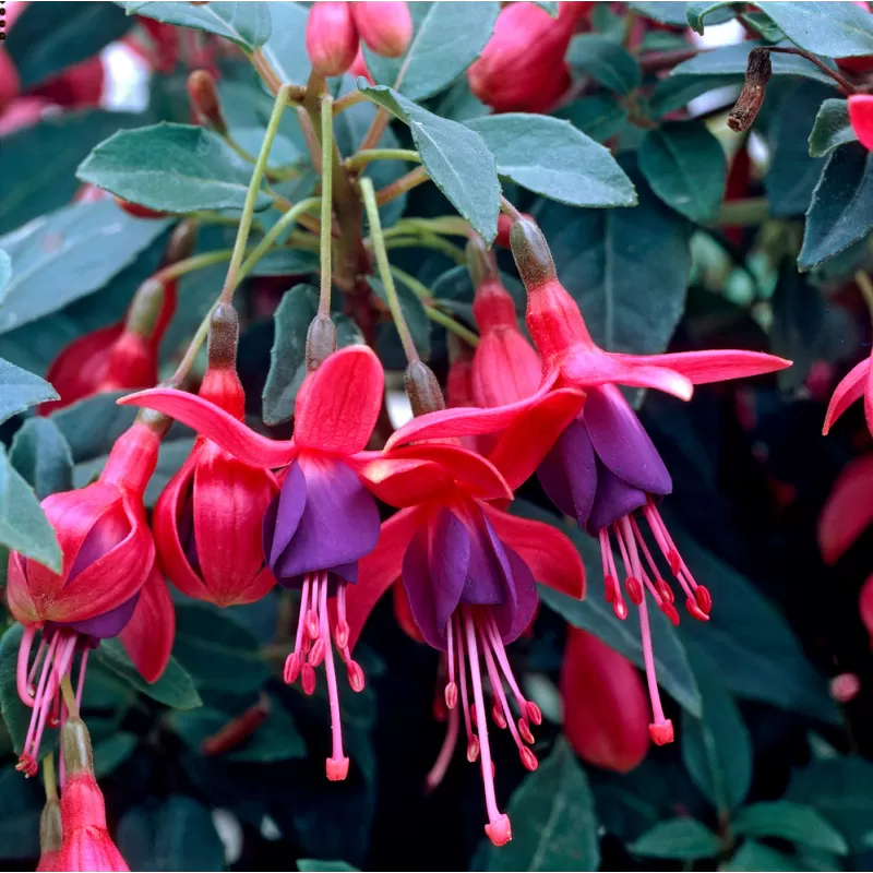 Fuchsia TOM THUMB