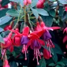 Fuchsia TOM THUMB
