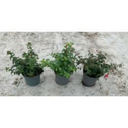 Fuchsia magellanica gracilis