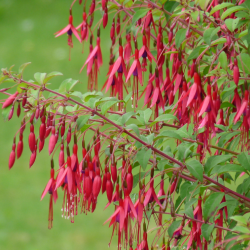 Fuchsija - Fuchsia magellanica gracilis