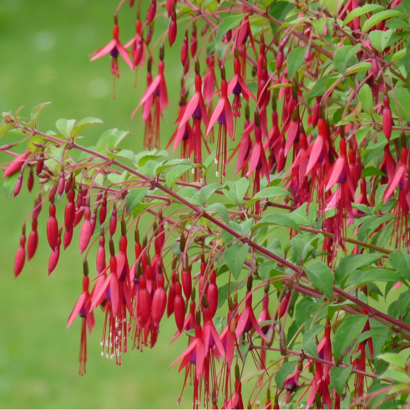 Fuchsia magellanica gracilis