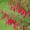 Fuchsia magellanica gracilis