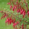 Fuchsia magellanica gracilis