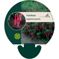 Fuchsia magellanica gracilis