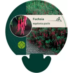 Fuchsia magellanica gracilis
