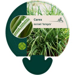 Viksva - Carex morrowii VARIEGATA