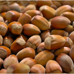 Lazdynas - Corylus TRAPEZUNSKI