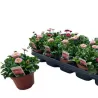 Daugiametė saulutė - Bellis perennis LIGHT PINK