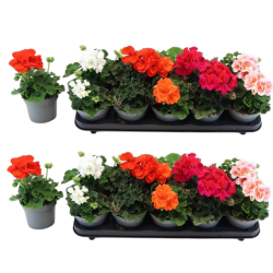 Juostotoji pelargonija - Pelargonium zonale MIX