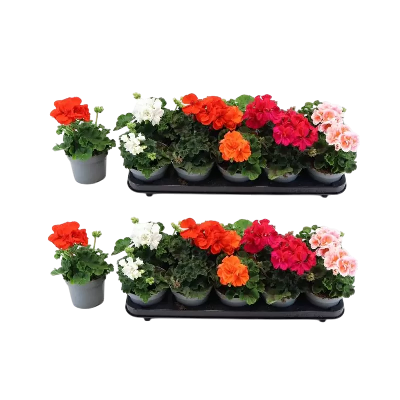 Juostotoji pelargonija - Pelargonium zonale MIX