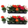 Juostotoji pelargonija - Pelargonium zonale MIX