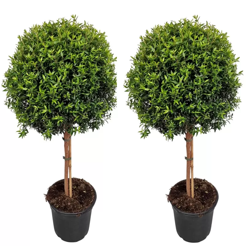 Mirta - Myrtus communis Mirta - Myrtus communis