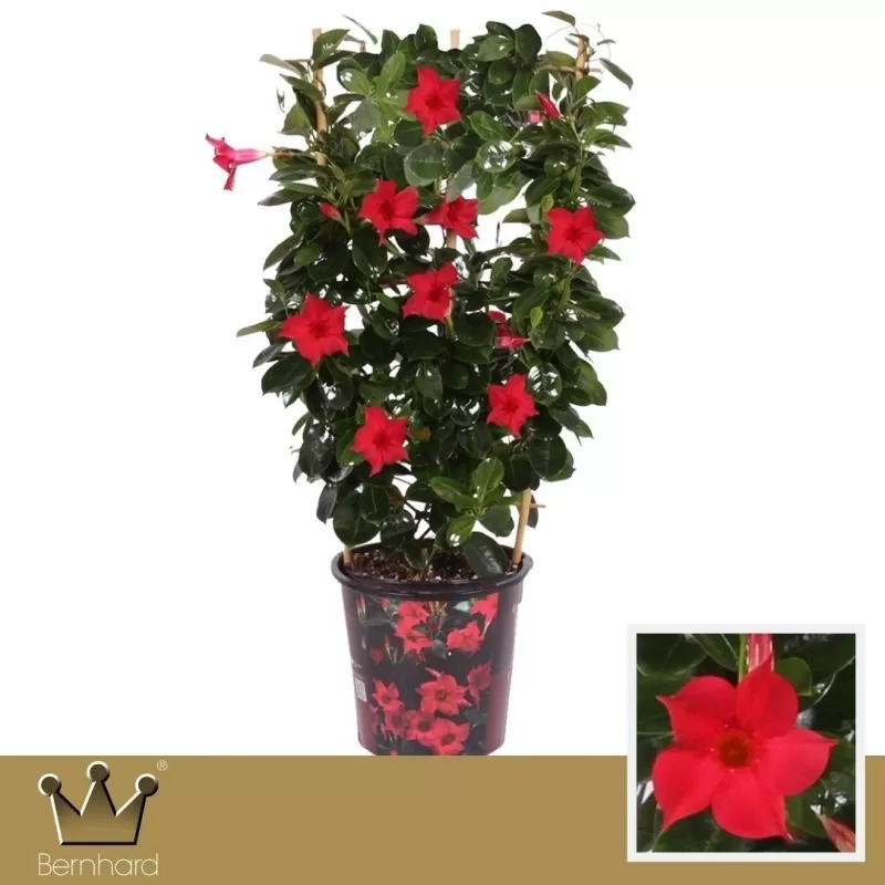 Mandevila (sundavilė, mandevilė, dipladenija) - Mandevilla sundaville (syn. dipladenia) 15Ø 40cm