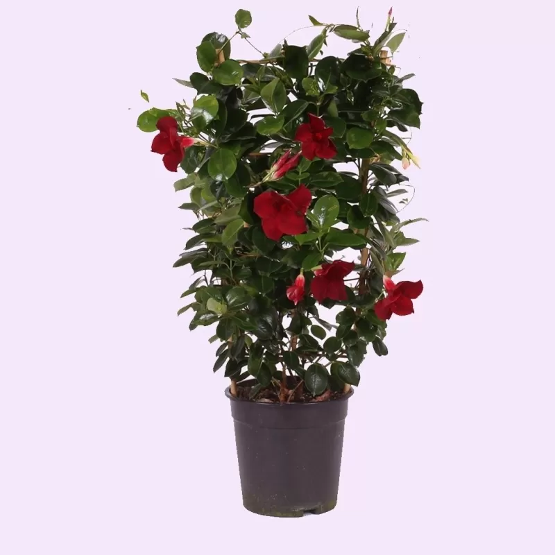 Mandevila (sundavilė, mandevilė, dipladenija) - Mandevilla sundaville (syn. dipladenia) 15Ø 40cm