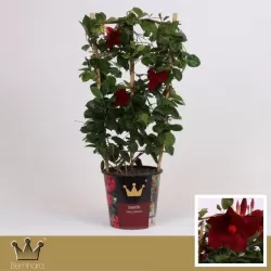 Mandevila (sundavilė, mandevilė, dipladenija) - Mandevilla sundaville (syn. dipladenia) 15Ø 40cm