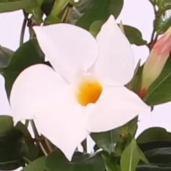 Mandevila (sundavilė, mandevilė, dipladenija) - Mandevilla sundaville (syn. dipladenia) 15Ø 40cm