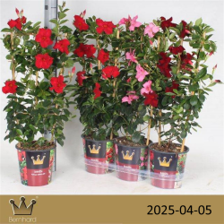 Mandevila (sundavilė, mandevilė, dipladenija) - Mandevilla sundaville (syn. dipladenia) 15Ø 40cm