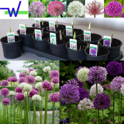 Allium MIX