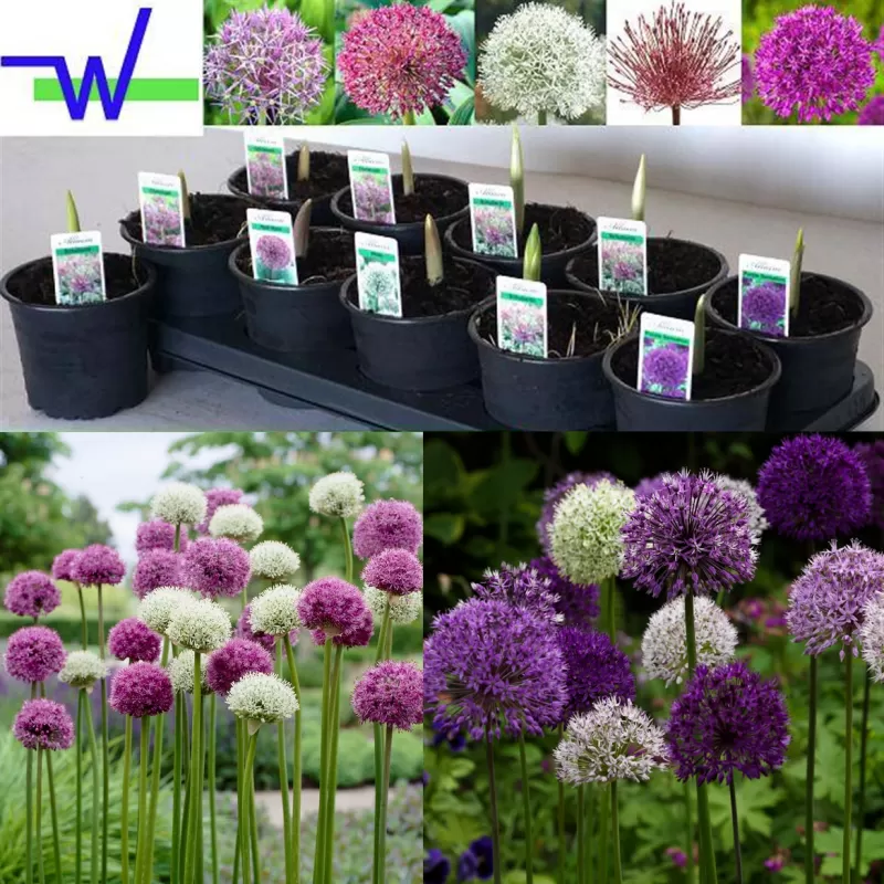 Allium MIX