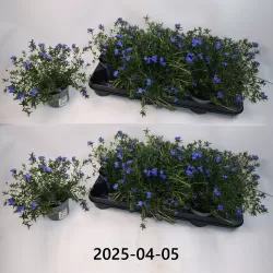 Lithodora (Glandora) difusa HEAVENLY BLUE