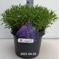 Tikroji levanda - Lavandula angustifolia