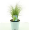 Ašuotė - Stipa tenuifolia PONYTAILS