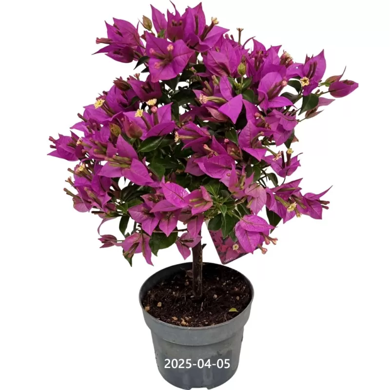 Bugenvilija - Bougainvillea glabra SABINA