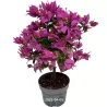 Bugenvilija - Bougainvillea glabra SABINA