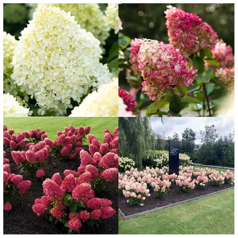 Dwarf hydrangea mixed
