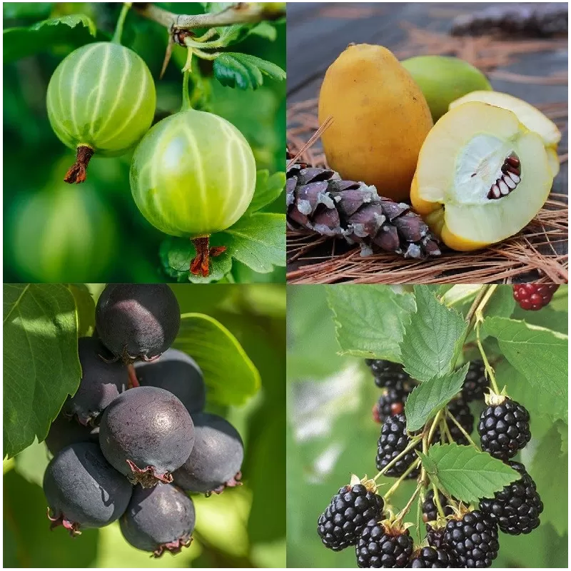 Uogakrūmių rinkinys