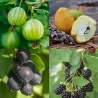 Fruit bushes