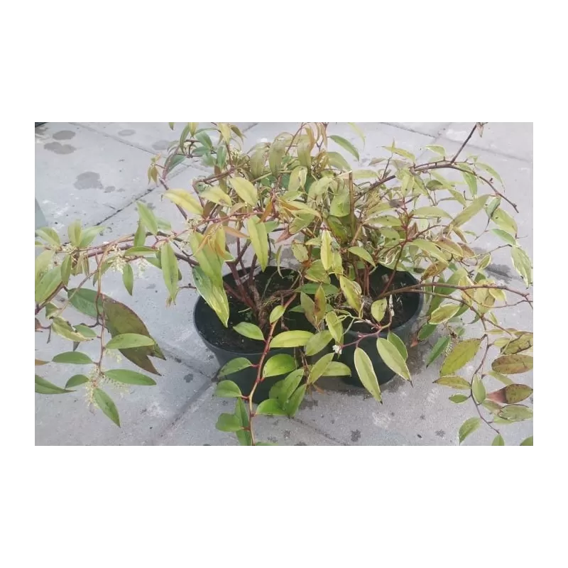 Svyrančioji leukotoja - Leucothoe fontanesiana Whitewater P17C2 30-40CM dvi už vienos kainą