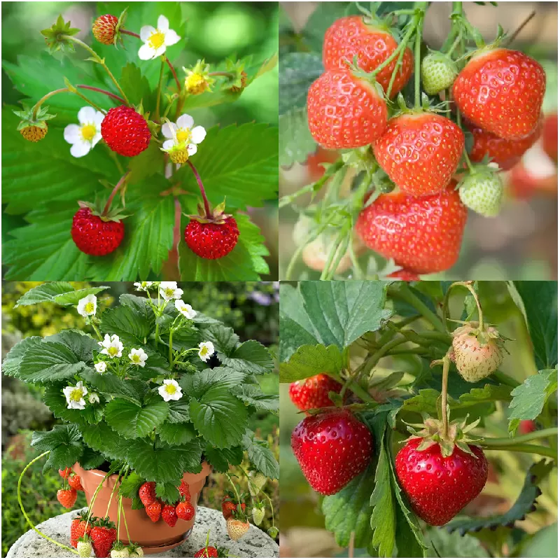 Strawberry mixed