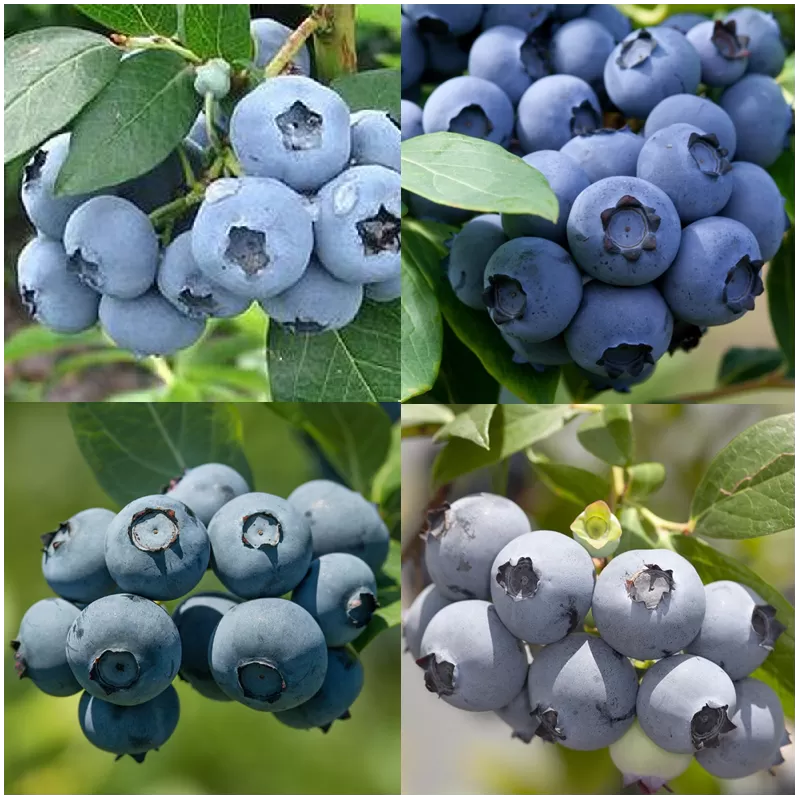 Blueberry mixed (two year old)