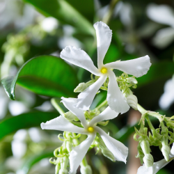 Žvaigždėtasis jazminas - Trachelospermum jasminoides